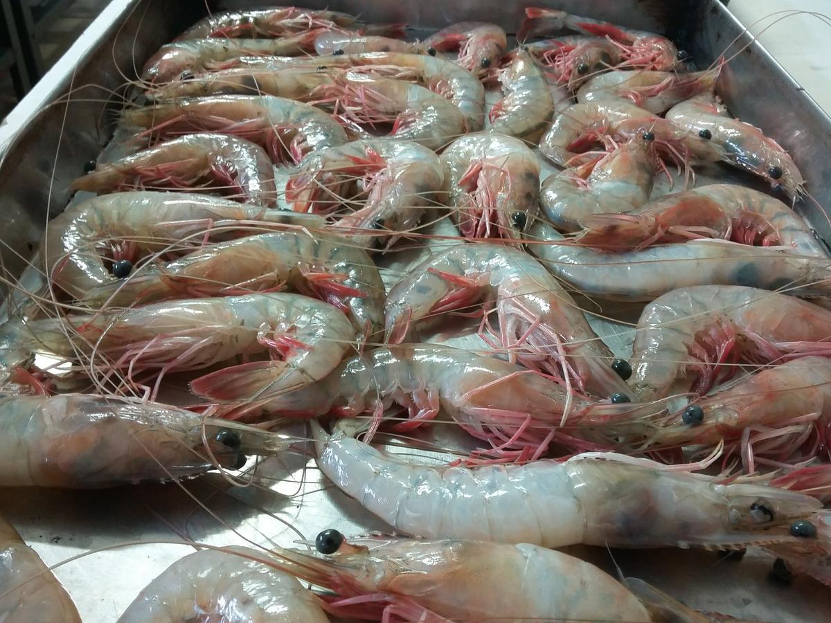 Pousada Chef Brasil Barra Velha  Eksteriør billede